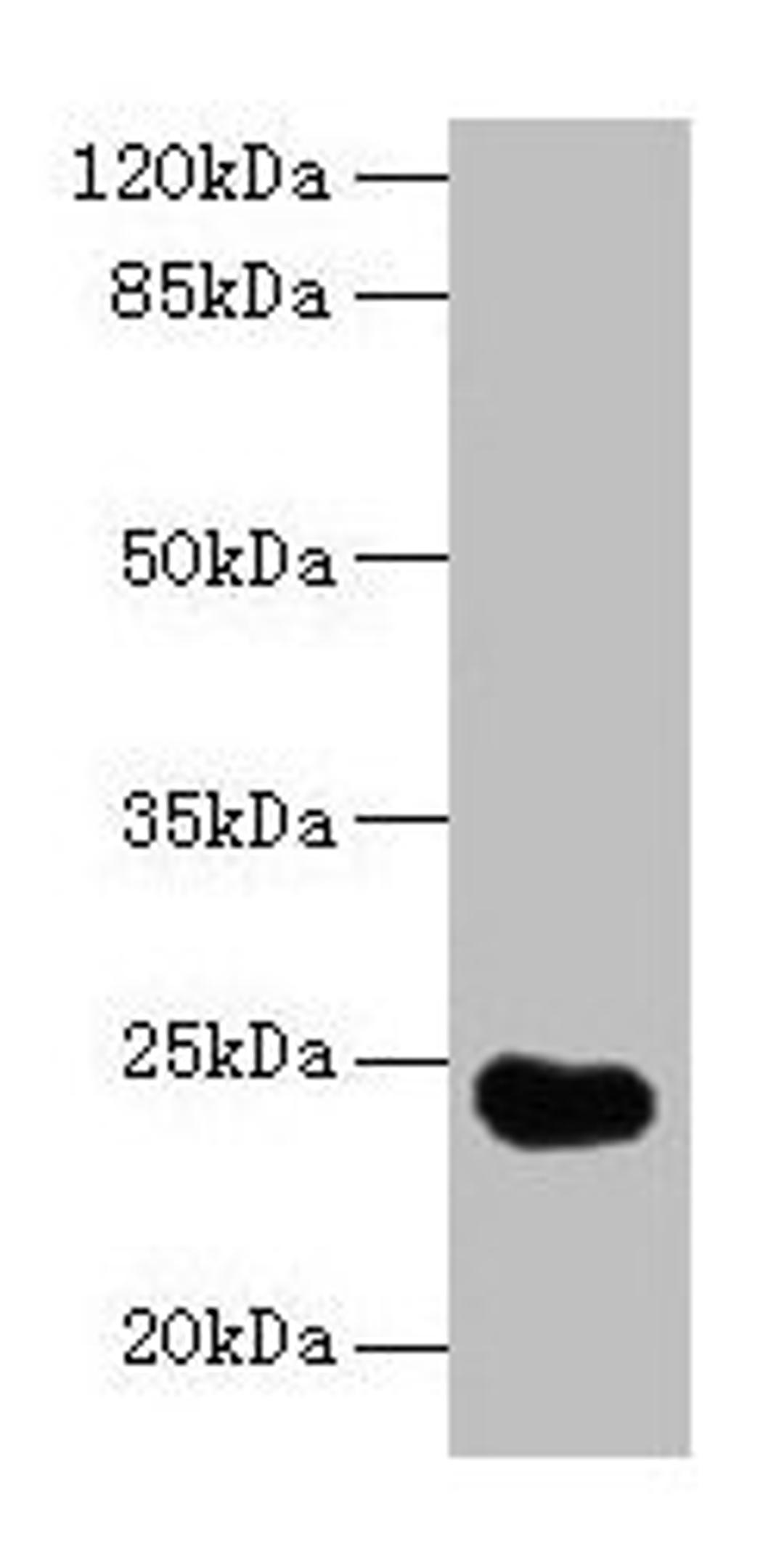 Western blot. All lanes: GGTLC2 antibody at 2µg/ml + Mouse kidney tissue. Secondary. Goat polyclonal to rabbit IgG at 1/10000 dilution. Predicted band size: 24 kDa. Observed band size: 24 kDa