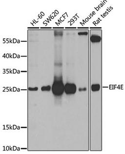 Western blot - EIF4E antibody (A2162)