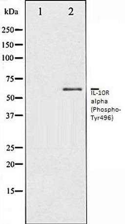 Western blot analysis of HuvEc whole cell lysates using IL-10R alpha (Phospho-Tyr496) antibody, The lane on the left is treated with the antigen-specific peptide.