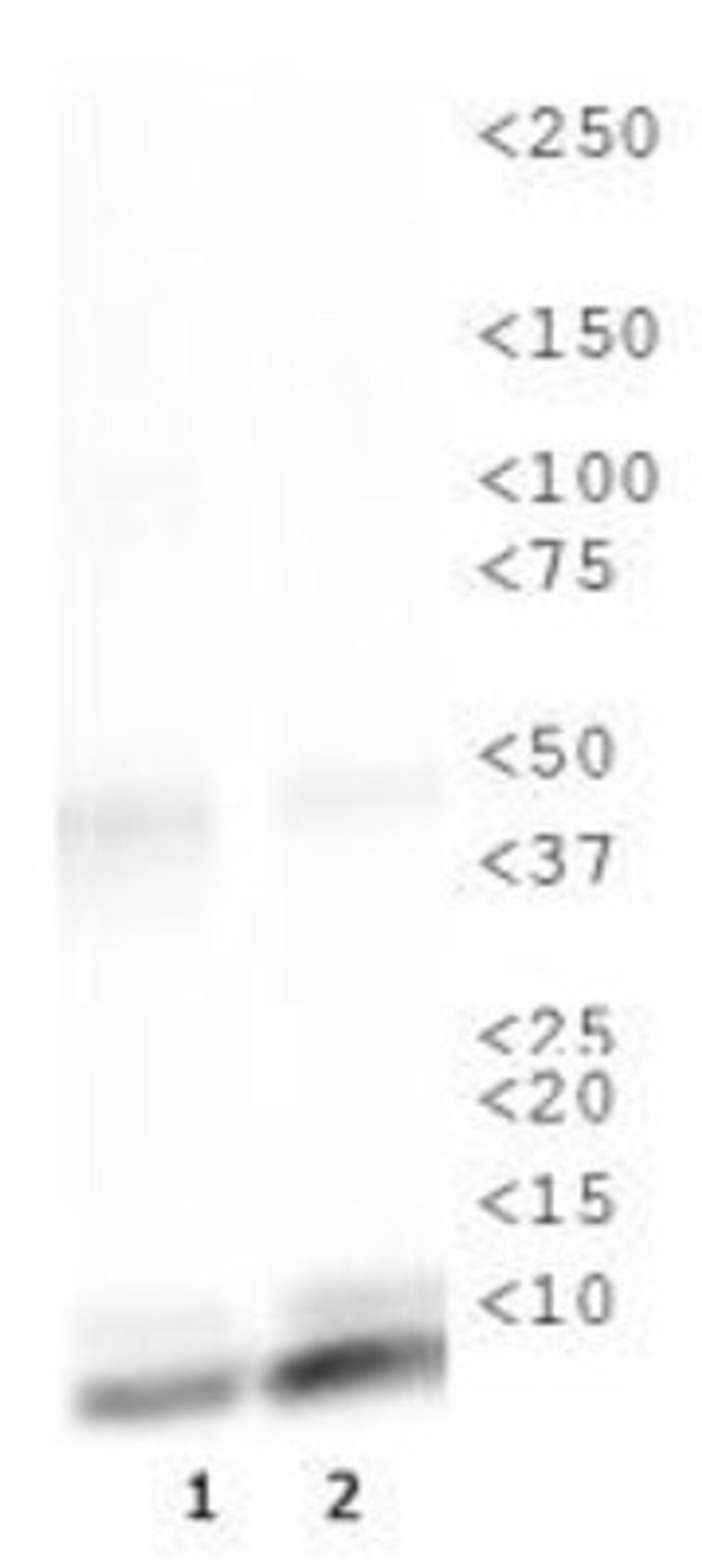 Western Blot: Histone H4 [ac Lys16] Antibody [NB21-2077] - WB analysis of H4K16ac in 1. HeLa histone prep lysate and 2. NIH 3T3 histone prep lysate.