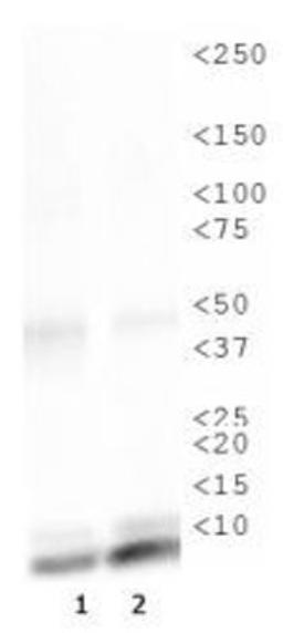 Western Blot: Histone H4 [ac Lys16] Antibody [NB21-2077] - WB analysis of H4K16ac in 1. HeLa histone prep lysate and 2. NIH 3T3 histone prep lysate.