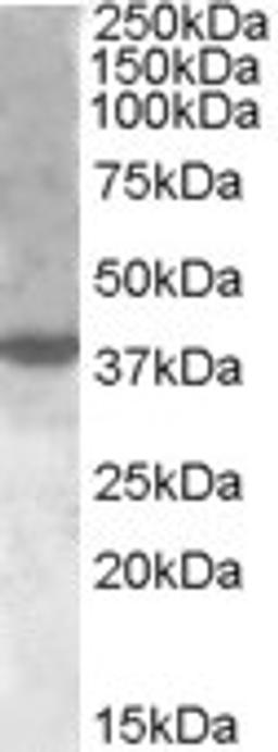 46-606 (1ug/ml) staining of nuclear HeLa lysate (35ug protein in RIPA buffer). Primary incubation was 1 hour. Detected by chemiluminescence.