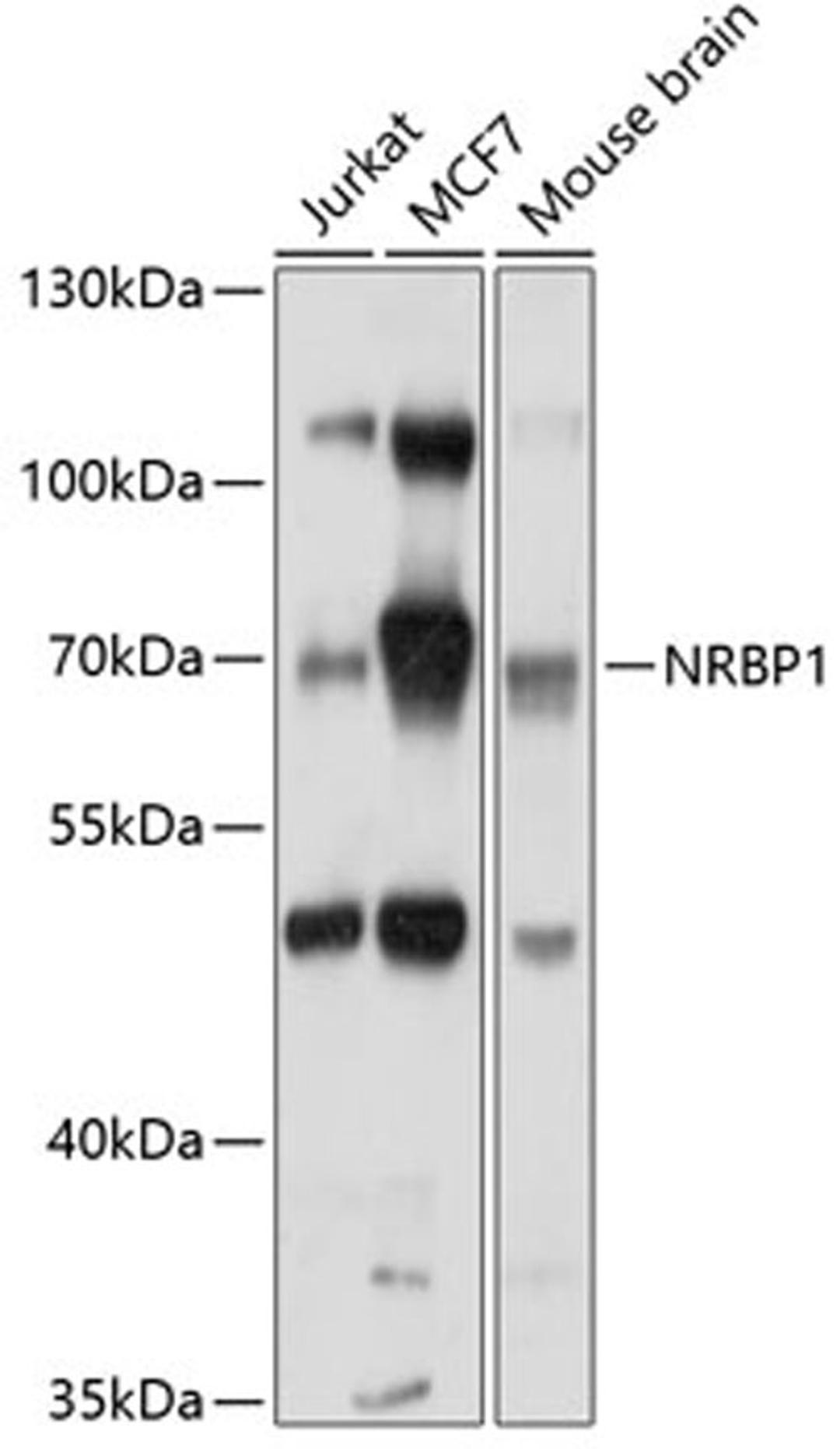 Western blot - NRBP1 antibody (A10301)