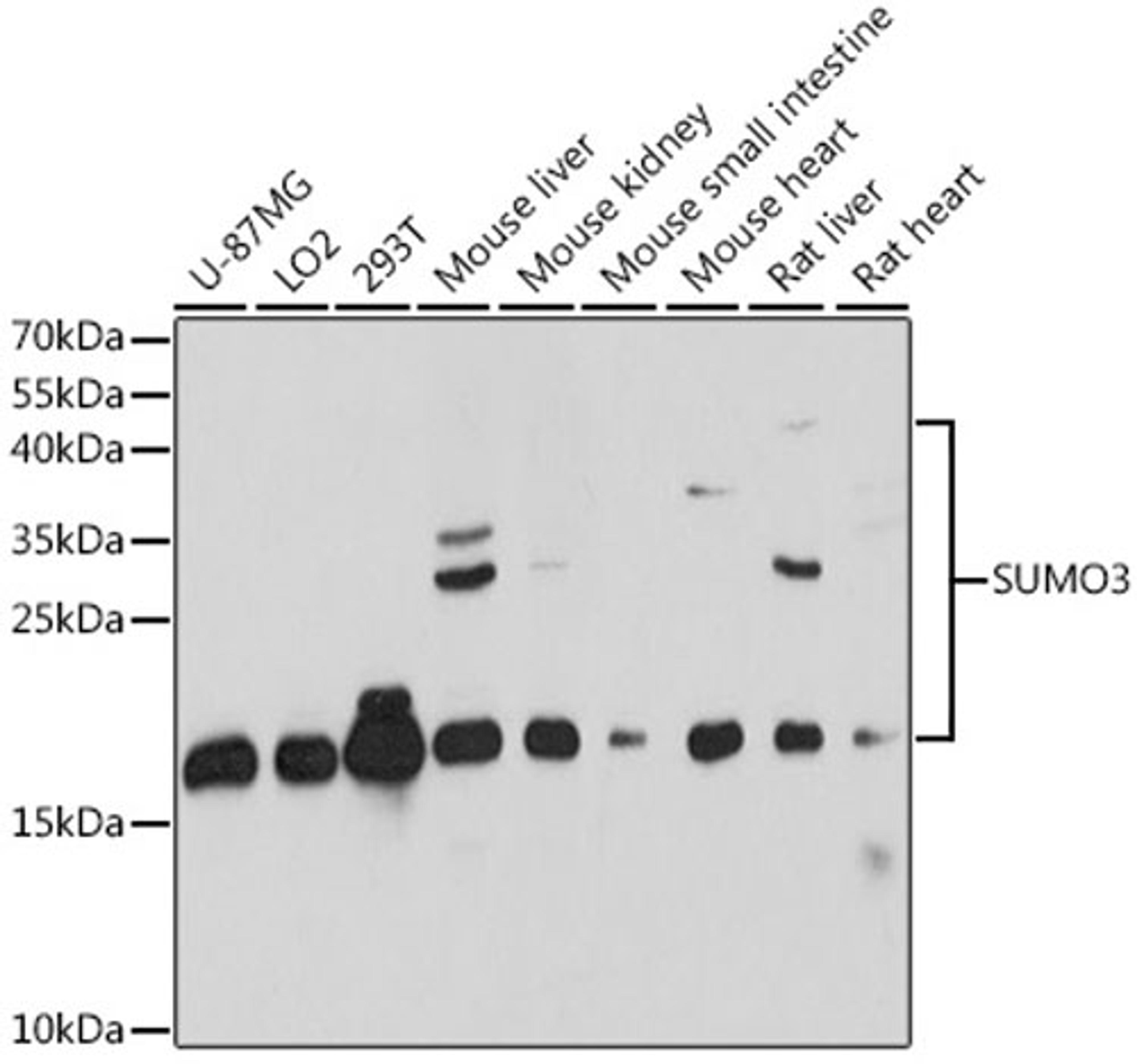 Western blot - SUMO3 antibody (A15724)