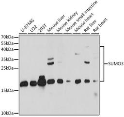 Western blot - SUMO3 antibody (A15724)