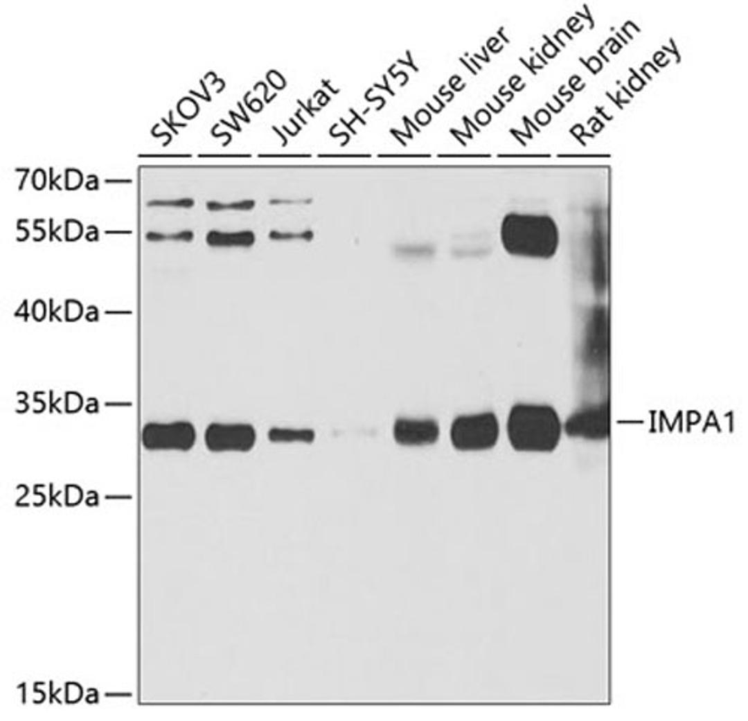 Western blot - IMPA1 antibody (A6381)