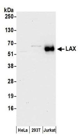 Detection of human LAX by western blot.