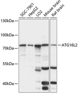 Western blot - ATG16L2 antibody (A14948)