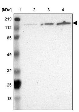 Western Blot: WDHD1 Antibody [NBP1-89091] - Lane 1: Marker [kDa] 219, 112, 85, 49, 32, 25, 18<br/>Lane 2: Human cell line RT-4<br/>Lane 3: Human cell line U-251MG sp<br/>Lane 4: Human cell line A-431