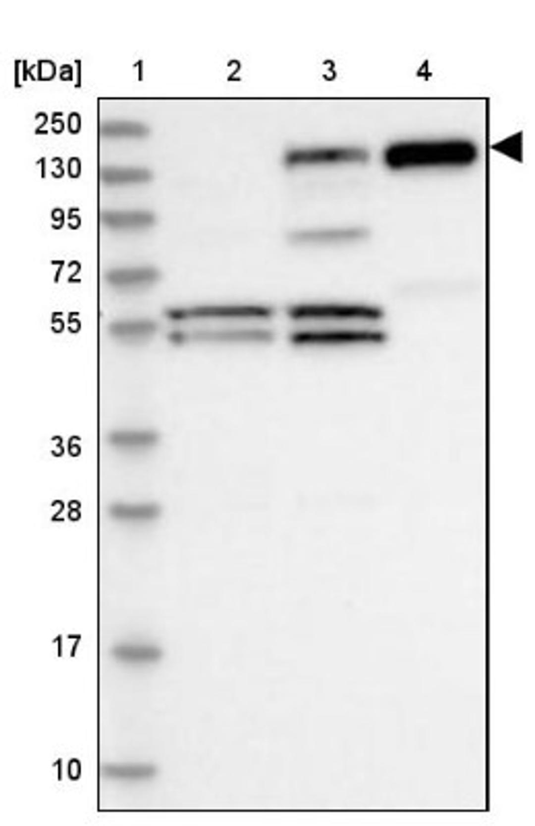 Western Blot: PLC-beta 1 Antibody [NBP2-38220] - Lane 1: Marker [kDa] 250, 130, 95, 72, 55, 36, 28, 17, 10<br/>Lane 2: RT-4<br/>Lane 3: U-251 MG<br/>Lane 4: Human Plasma