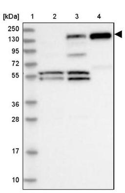 Western Blot: PLC-beta 1 Antibody [NBP2-38220] - Lane 1: Marker [kDa] 250, 130, 95, 72, 55, 36, 28, 17, 10<br/>Lane 2: RT-4<br/>Lane 3: U-251 MG<br/>Lane 4: Human Plasma