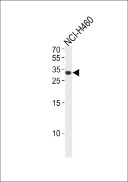 Western blot analysis in NCI-H460 cell line lysates (35ug/lane).