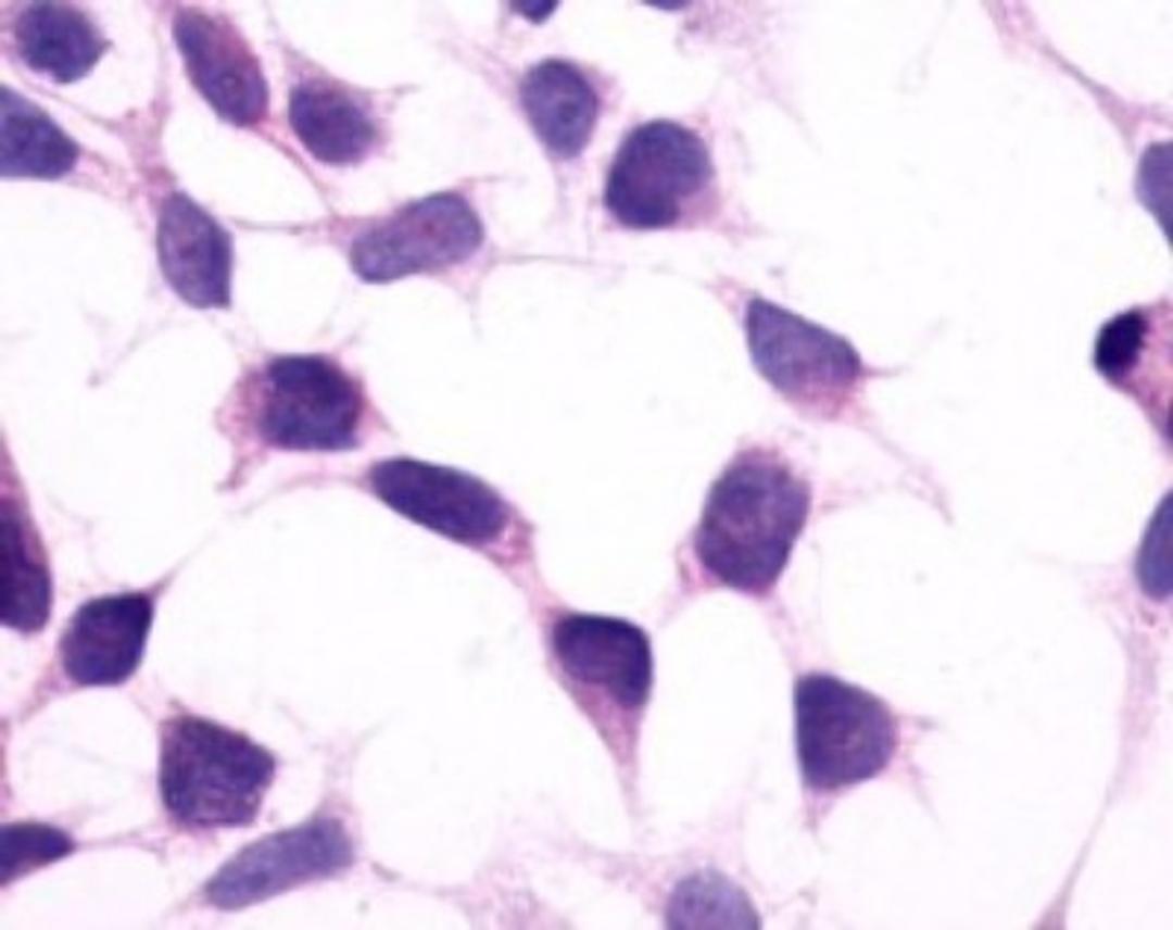 Immunohistochemistry-Paraffin: PTGFR Antibody [NLS1049] - Analysis of anti-FP / PTGFR antibody with transfection control.