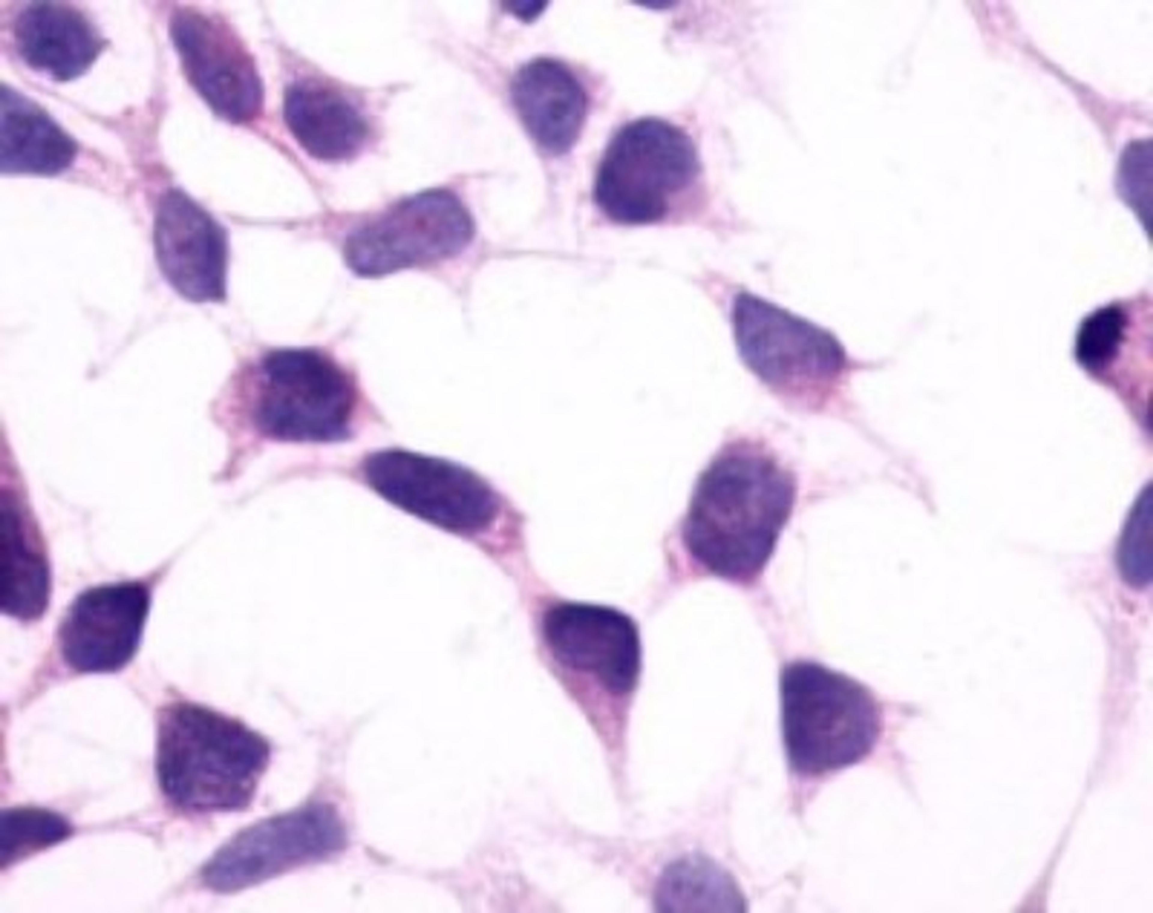 Immunohistochemistry-Paraffin: PTGFR Antibody [NLS1049] - Analysis of anti-FP / PTGFR antibody with transfection control.