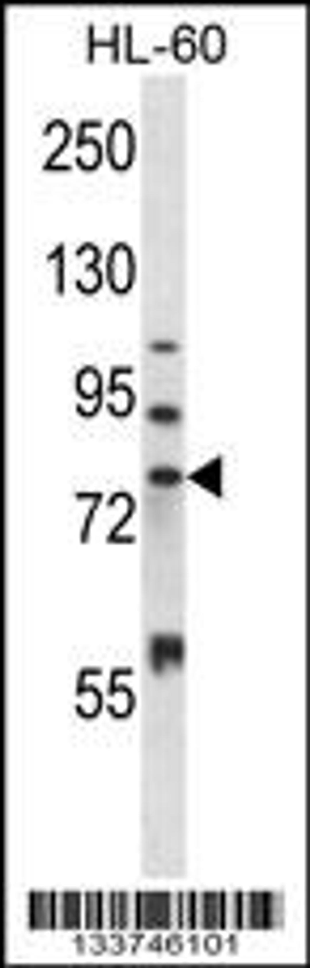 Western blot analysis in HL-60 cell line lysates (35ug/lane).