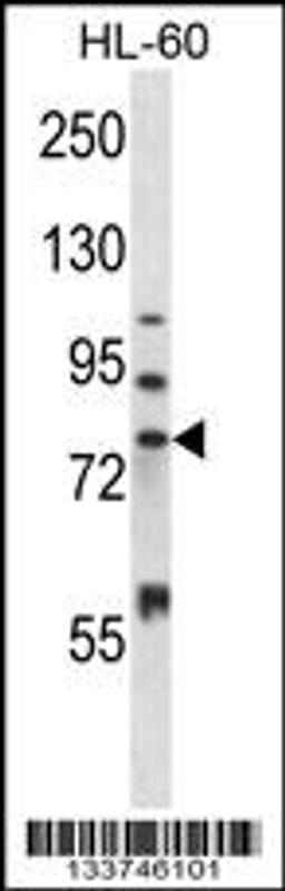 Western blot analysis in HL-60 cell line lysates (35ug/lane).