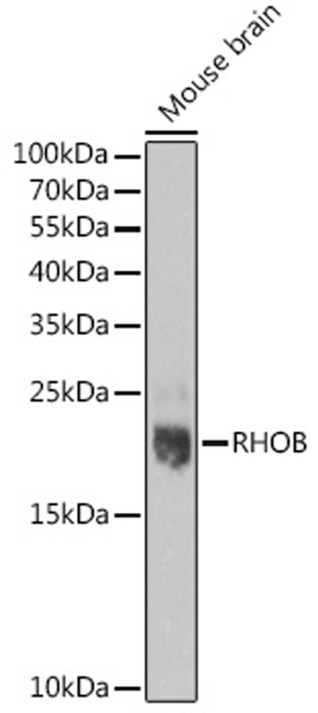 Western blot - RHOB pAb (A16762)