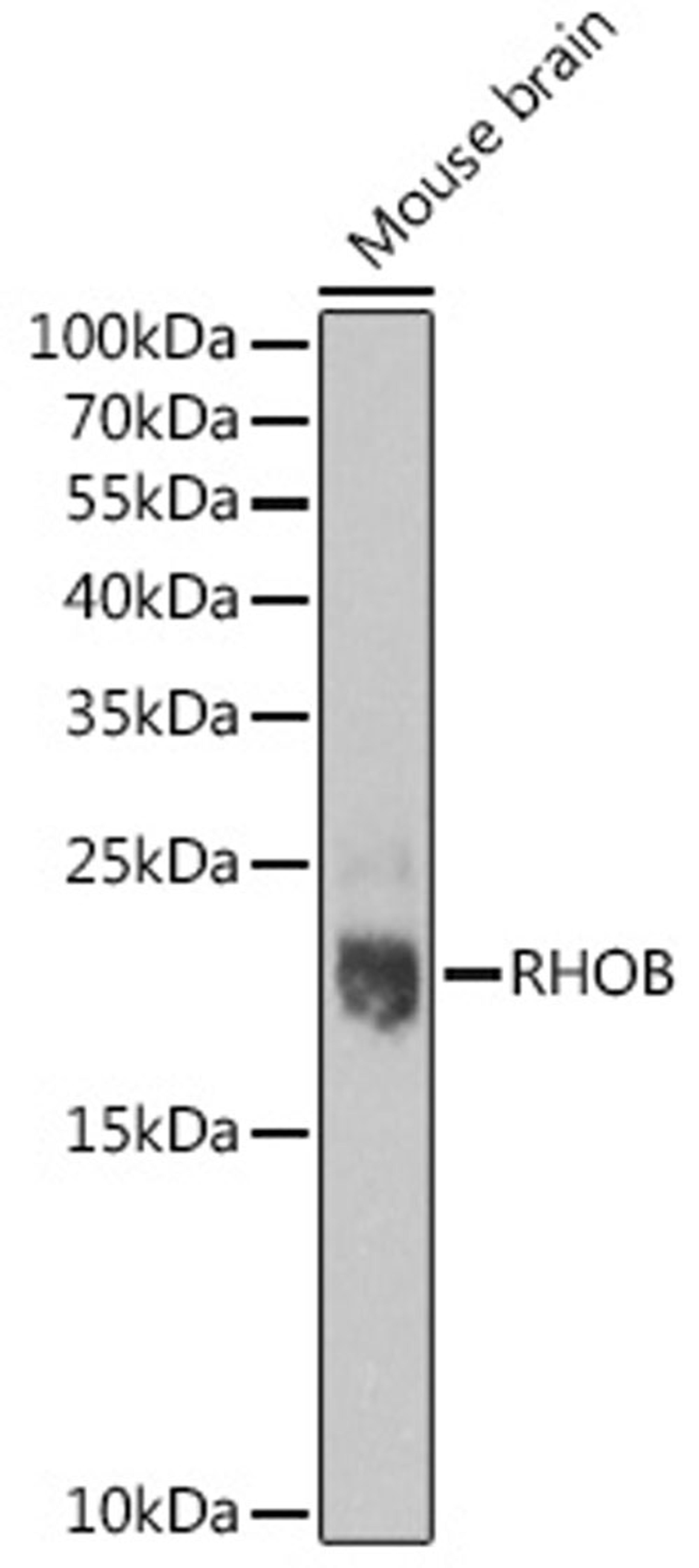 Western blot - RHOB pAb (A16762)