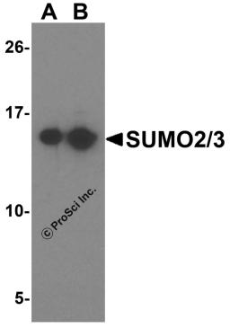 Western blot analysis of SUMO2/3 in Jurkat cell lysate with SUMO2/3 antibody at (A) 1 and (B) 2 μg/mL.