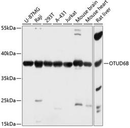 Western blot - OTUD6B antibody (A14511)