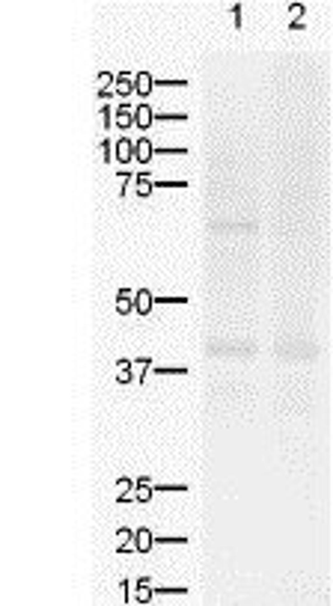 Western blot analysis of ZIC2 in lysates from (lane 1) mouse brain and (lane 2) rat brain using ZIC-2 antibody