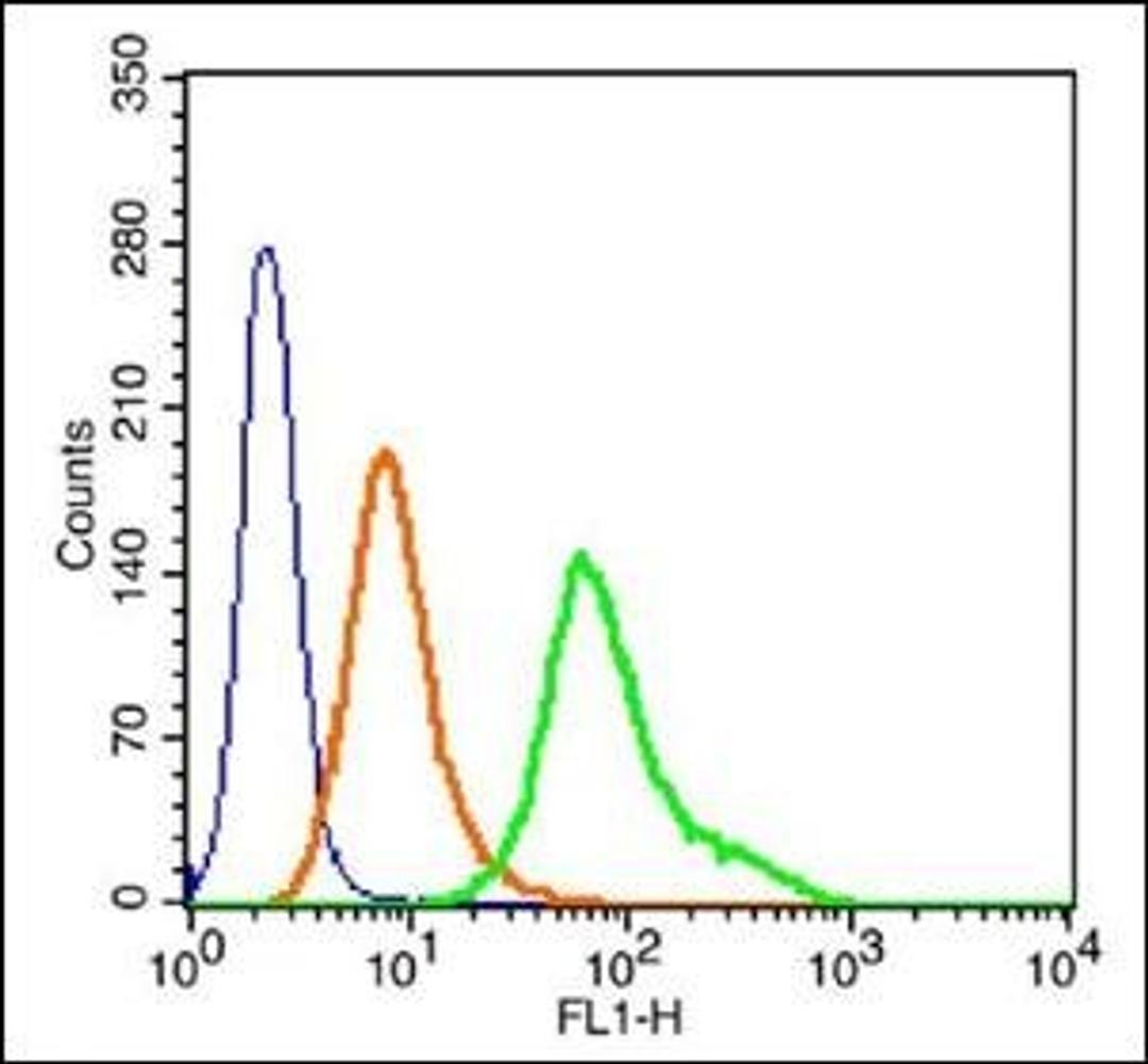 Flow cytometric analysis of Hela cells using HOPX antibody.