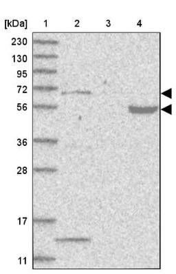 Western Blot: PHF1 Antibody [NBP1-82613] - Lane 1: Marker [kDa] 230, 130, 95, 72, 56, 36, 28, 17, 11<br/>Lane 2: Human cell line RT-4<br/>Lane 3: Human cell line U-251MG sp<br/>Lane 4: Human plasma (IgG/HSA depleted)