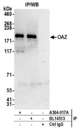 Detection of human OAZ by western blot of immunoprecipitates.