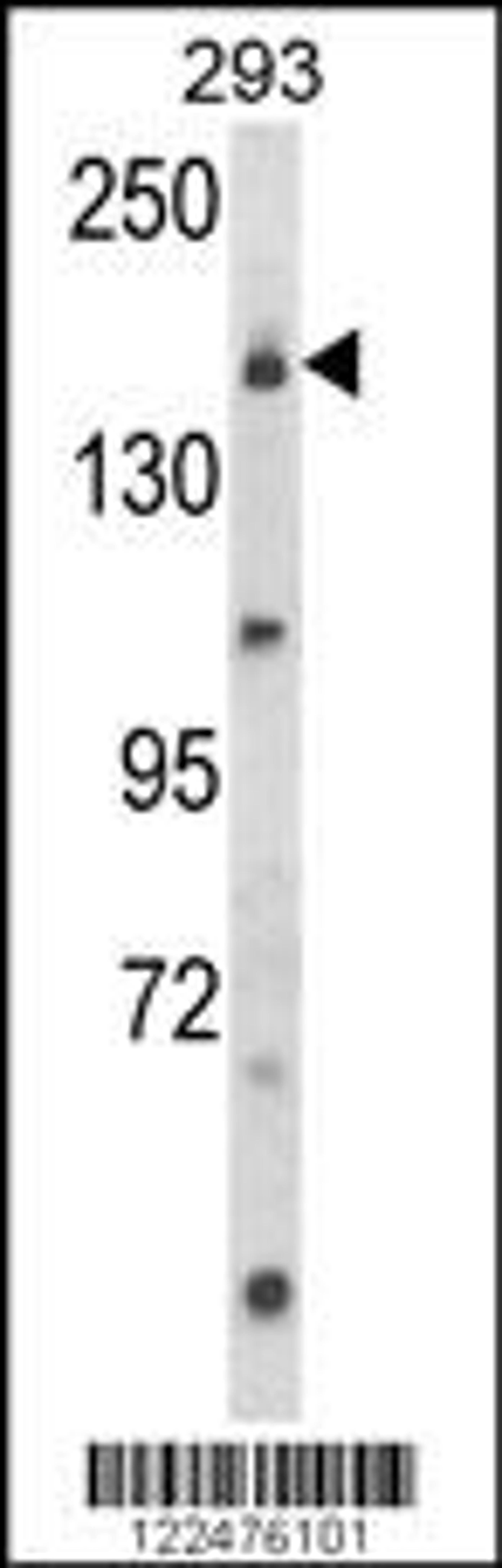 Western blot analysis of UNC13B Antibody in 293 cell line lysates (35ug/lane)