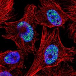 Immunocytochemistry/Immunofluorescence: C6orf226 Antibody [NBP1-91739] - Staining of human cell line U-251 MG shows positivity in nucleus but not nucleoli.