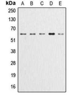 Western blot analysis of HeLa (Lane 1), A549 (Lane 2), LOVO (Lane 3), HepG2 (Lane 4), NIH3T3 (Lane 5) whole cell lysates using AKT1 antibody