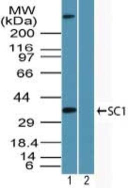 Western Blot: TCF19 Antibody [NBP2-24586] - analysis of TCF19 in 293 cell lysate in the 1) absence and 2) presence of immunizing peptide using TCF19 antibody at 2 ug/ml. I goat anti-rabbit Ig HRP secondary antibody and PicoTect ECL substrate solution were used for this test.