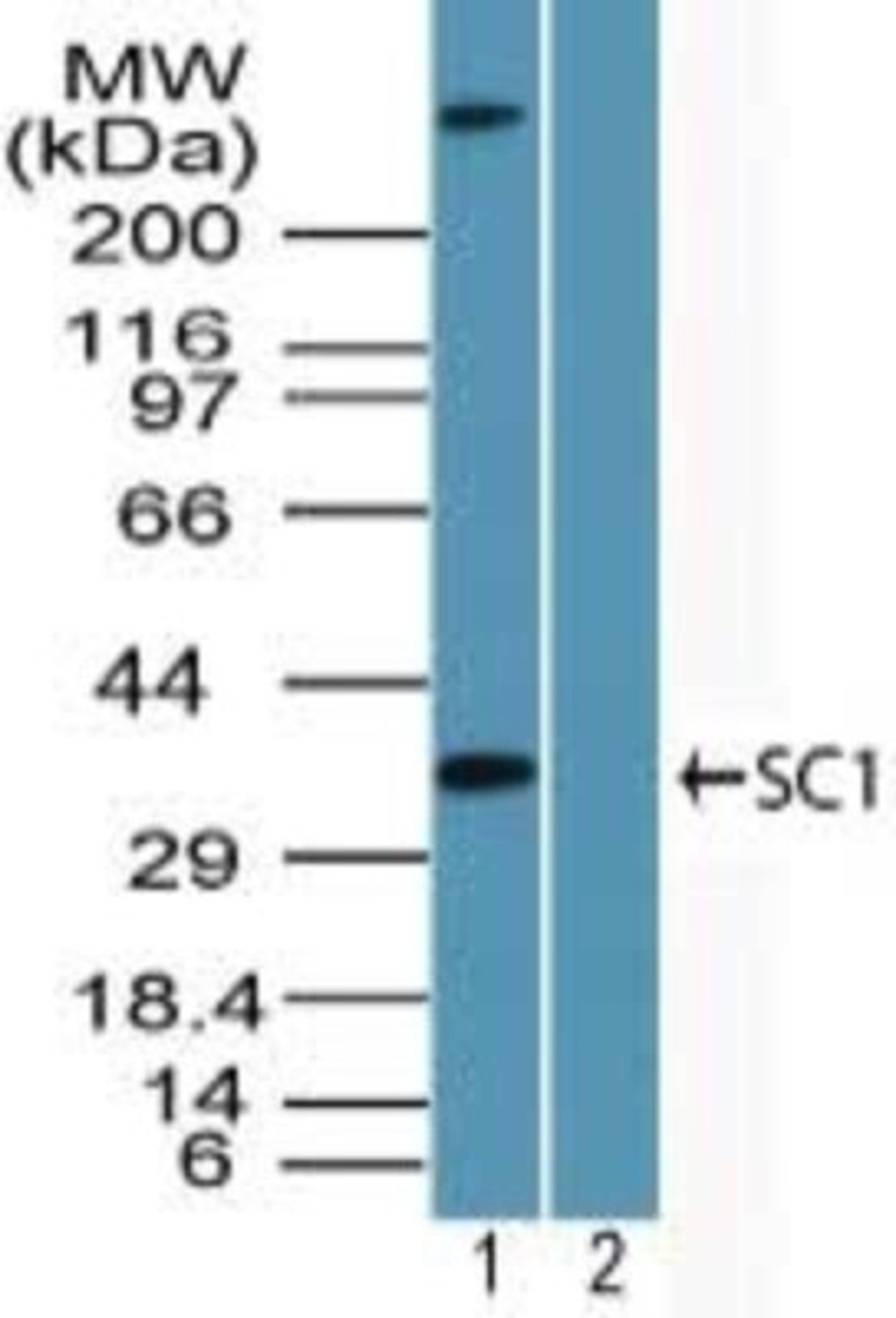 Western Blot: TCF19 Antibody [NBP2-24586] - analysis of TCF19 in 293 cell lysate in the 1) absence and 2) presence of immunizing peptide using TCF19 antibody at 2 ug/ml. I goat anti-rabbit Ig HRP secondary antibody and PicoTect ECL substrate solution were used for this test.