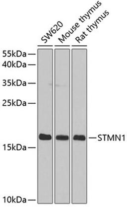 Western blot - STMN1 antibody (A2176)