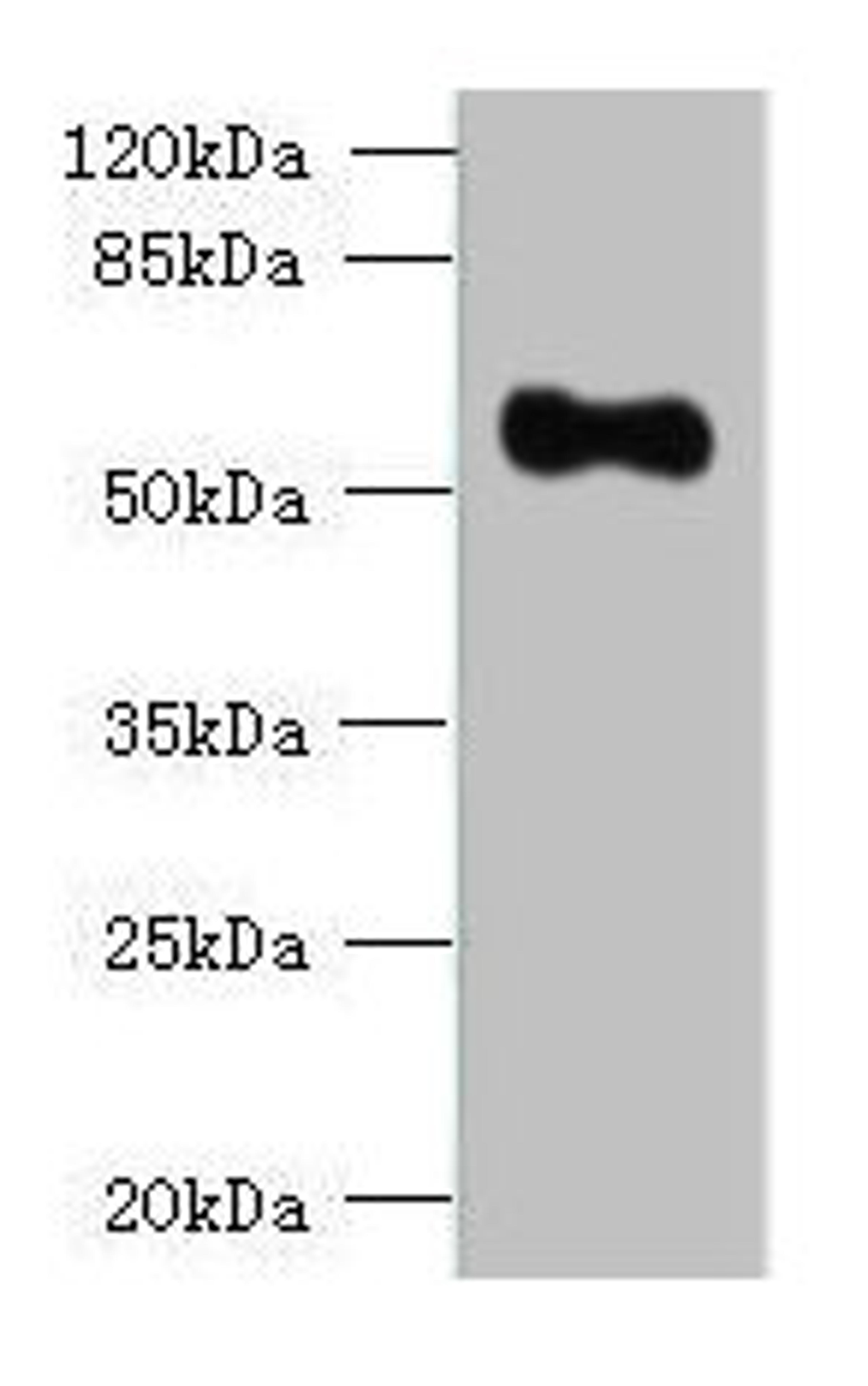 Western blot. All lanes: OSGIN2 antibody at 0.8ug/ml + HepG2 whole cell lysate. Secondary. Goat polyclonal to rabbit IgG at 1/10000 dilution. Predicted band size: 57, 62 kDa. Observed band size: 57 kDa. 