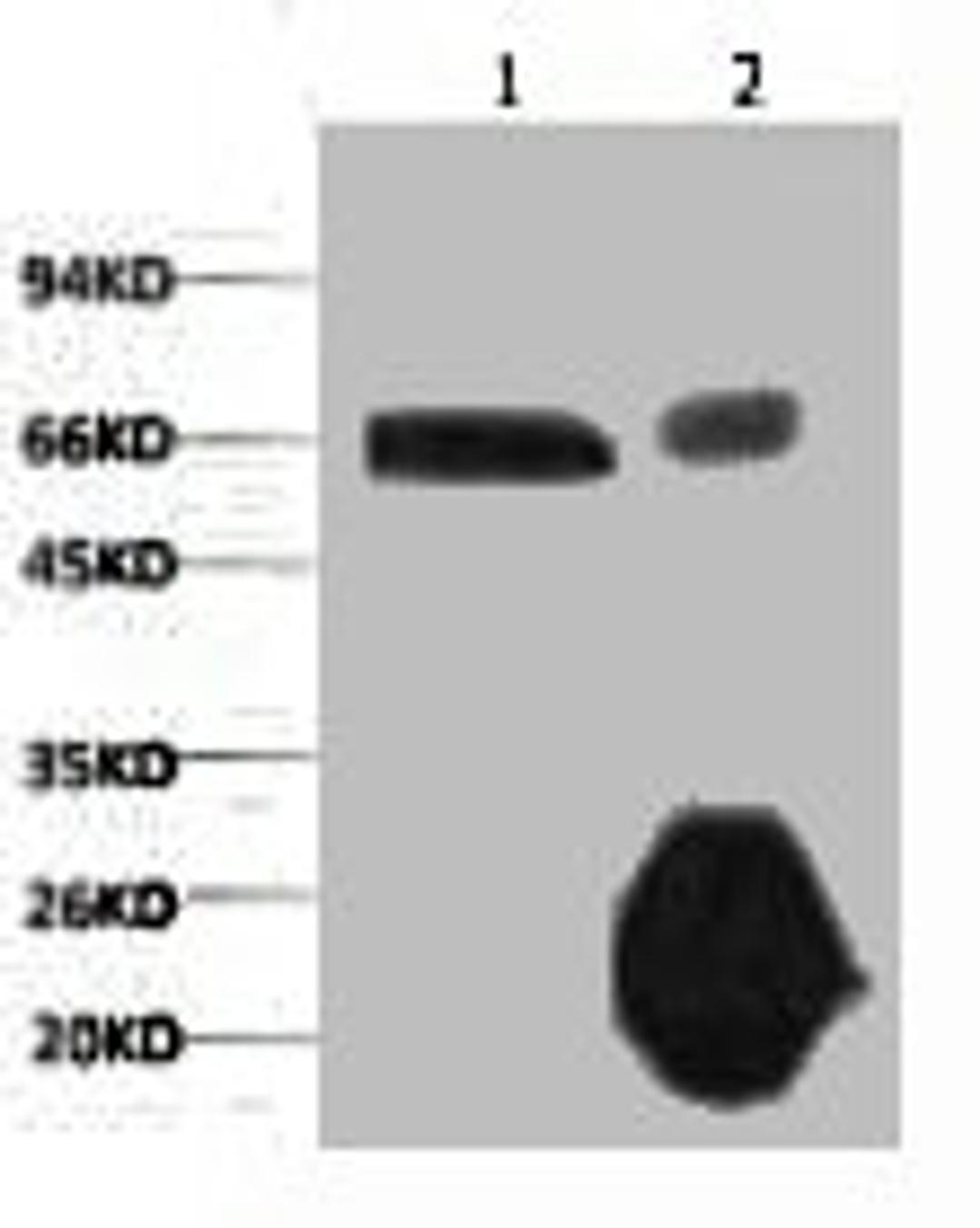 1) Input: Hela Cell Lysate  2) IP product: IP dilute 1:200