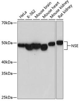 Western blot - ENO2 antibody (A19091)