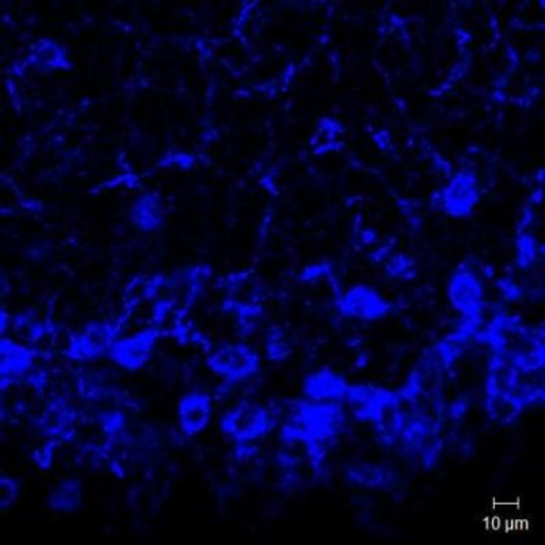 Immunohistochemistry: Neurokinin B Antibody [NB300-201] - IF analysis of Neurokinin B in mouse hypothalamus. Image courtesy of an anonymous customer review.