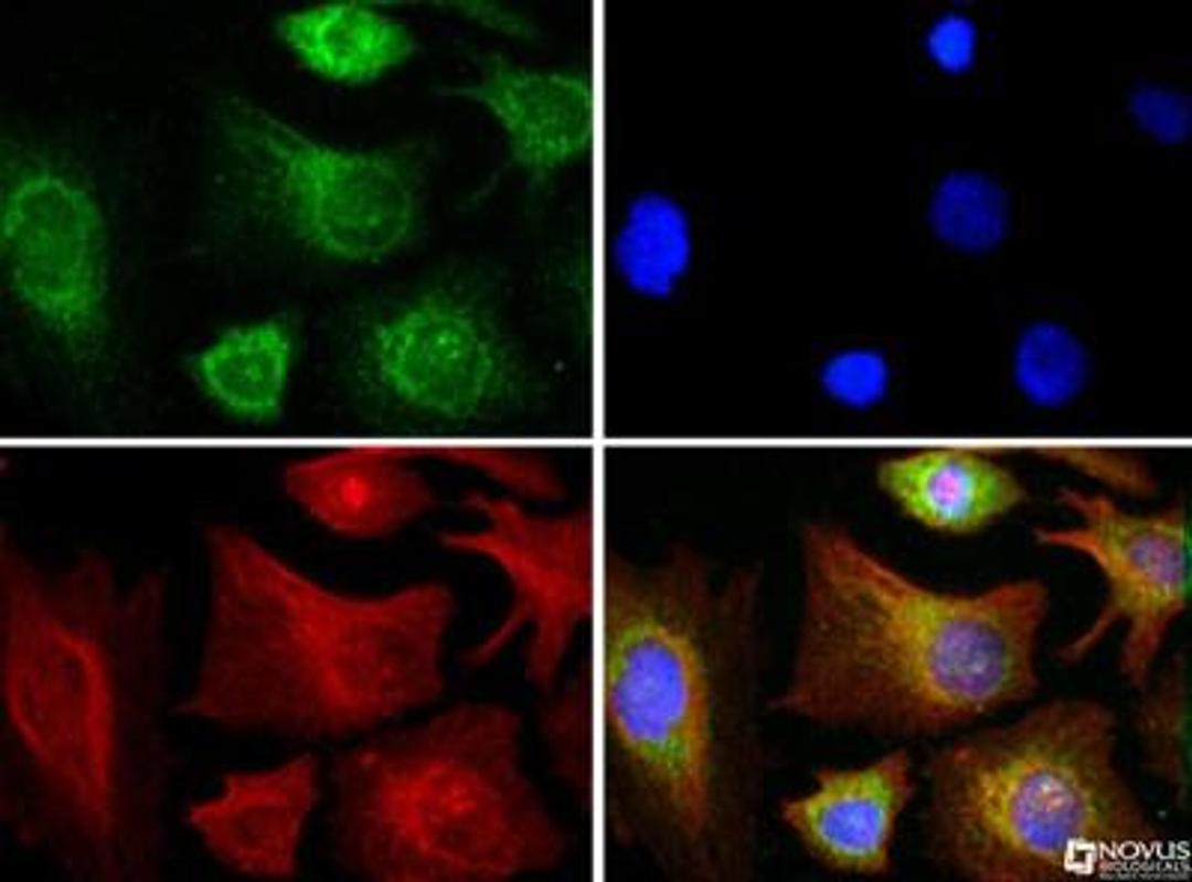 Immunocytochemistry/Immunofluorescence: COX4 Antibody [NB110-39115] - COX4 antibody was tested in HeLa cells with Dylight 488 (green). Nuclei and alpha-tubulin were counterstained with DAPI (blue) and Dylight 550 (red).