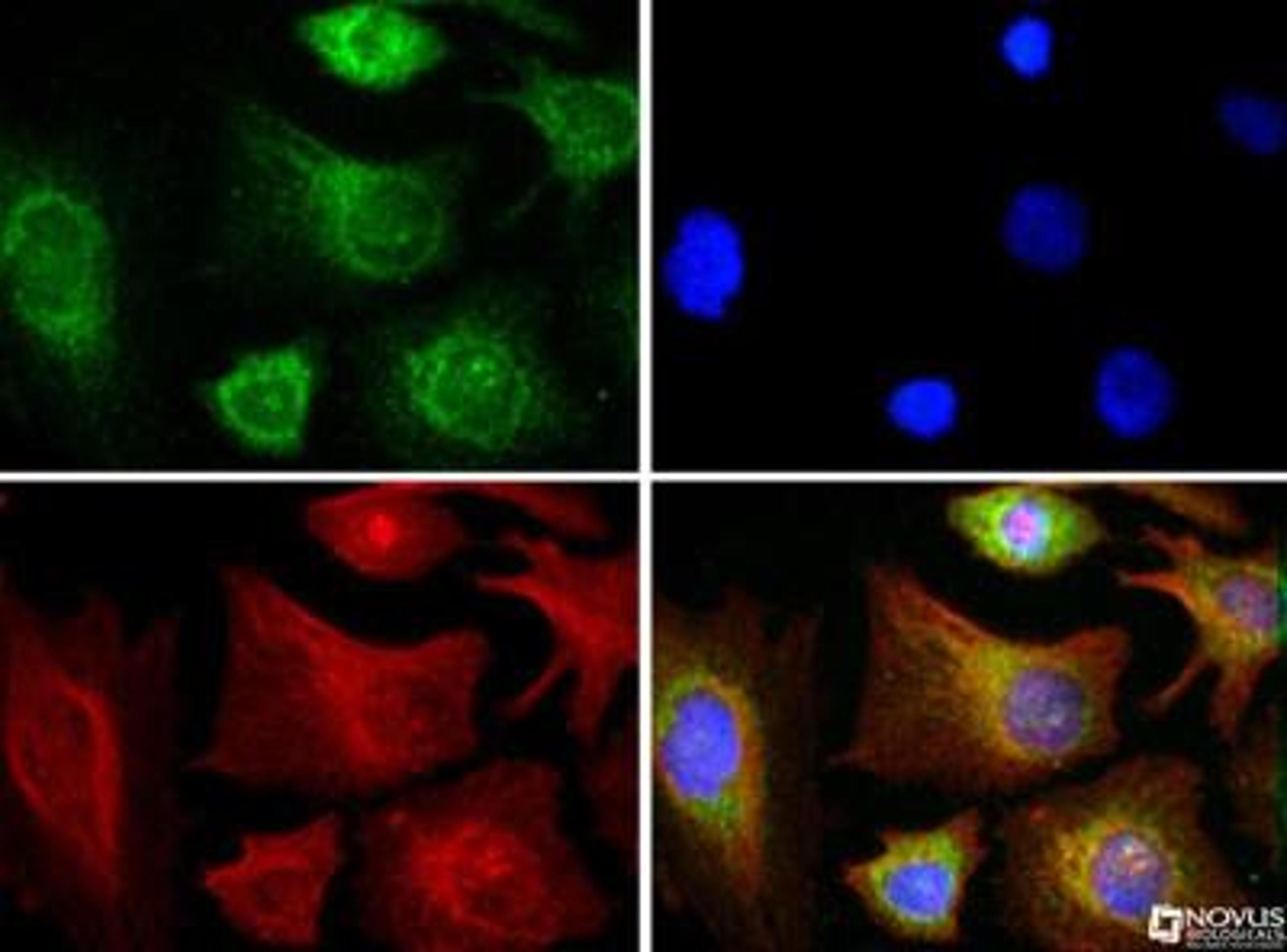 Immunocytochemistry/Immunofluorescence: COX4 Antibody [NB110-39115] - COX4 antibody was tested in HeLa cells with Dylight 488 (green). Nuclei and alpha-tubulin were counterstained with DAPI (blue) and Dylight 550 (red).