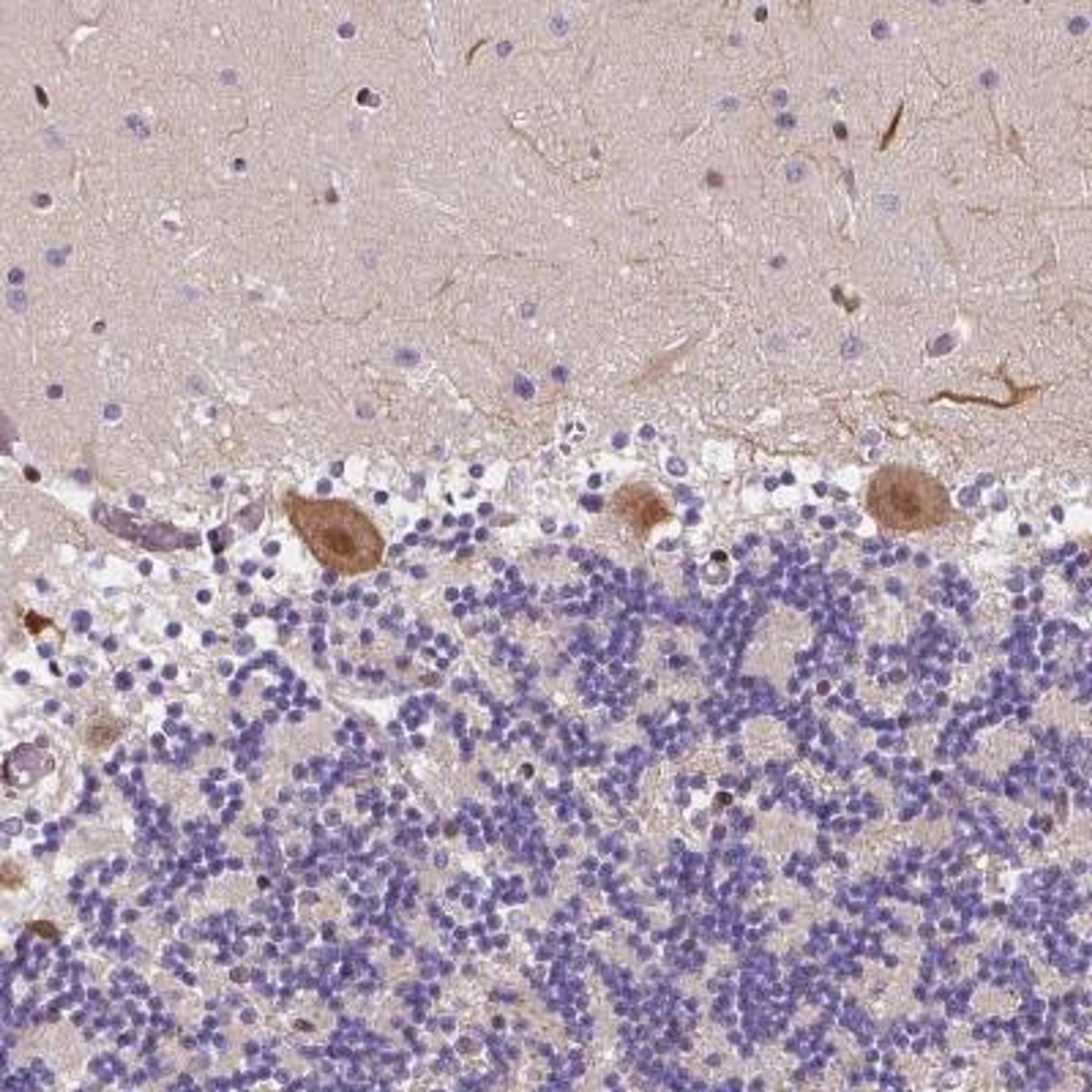 Immunohistochemistry: PANP/PILR alpha associated neural protein Antibody [NBP1-90541] - Staining shows distinct cytoplasmic and nuclear positivity in Purkinje cells.