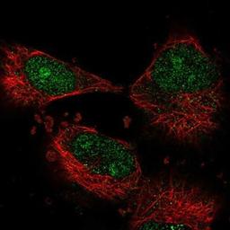 Immunocytochemistry/Immunofluorescence: RGC32 Antibody [NBP1-90039] - Staining of human cell line U-251 MG shows positivity in nucleus & nucleoli.