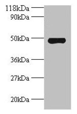 Western blot. All lanes: Avpr1a antibody at 2µg/ml + Mouse spleen tissue. Secondary. Goat polyclonal to rabbit IgG at 1/10000 dilution. Predicted band size: 48 kDa. Observed band size: 48 kDa