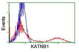 Flow Cytometry: katanin-p80 Antibody (5C4) [NBP2-01383] - HEK293T cells transfected with either overexpression plasmid (Red) or empty vector control plasmid (Blue) were immunostained by anti-katanin-p80 antibody, and then analyzed by flow cytometry.