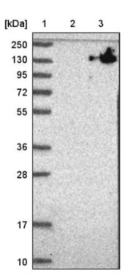 Western Blot: ZNF828 Antibody [NBP1-88403] - Lane 1: Marker [kDa] 250, 130, 95, 72, 55, 36, 28, 17, 10<br/>Lane 2: Negative control (vector only transfected HEK293T lysate)<br/>Lane 3: Over-expression lysate (Co-expressed with a C-terminal myc-DDK tag (~3.1 kDa) in mammalian HEK293T cells, LY410130)