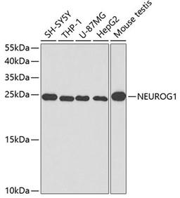 Western blot - NEUROG1 antibody (A3110)