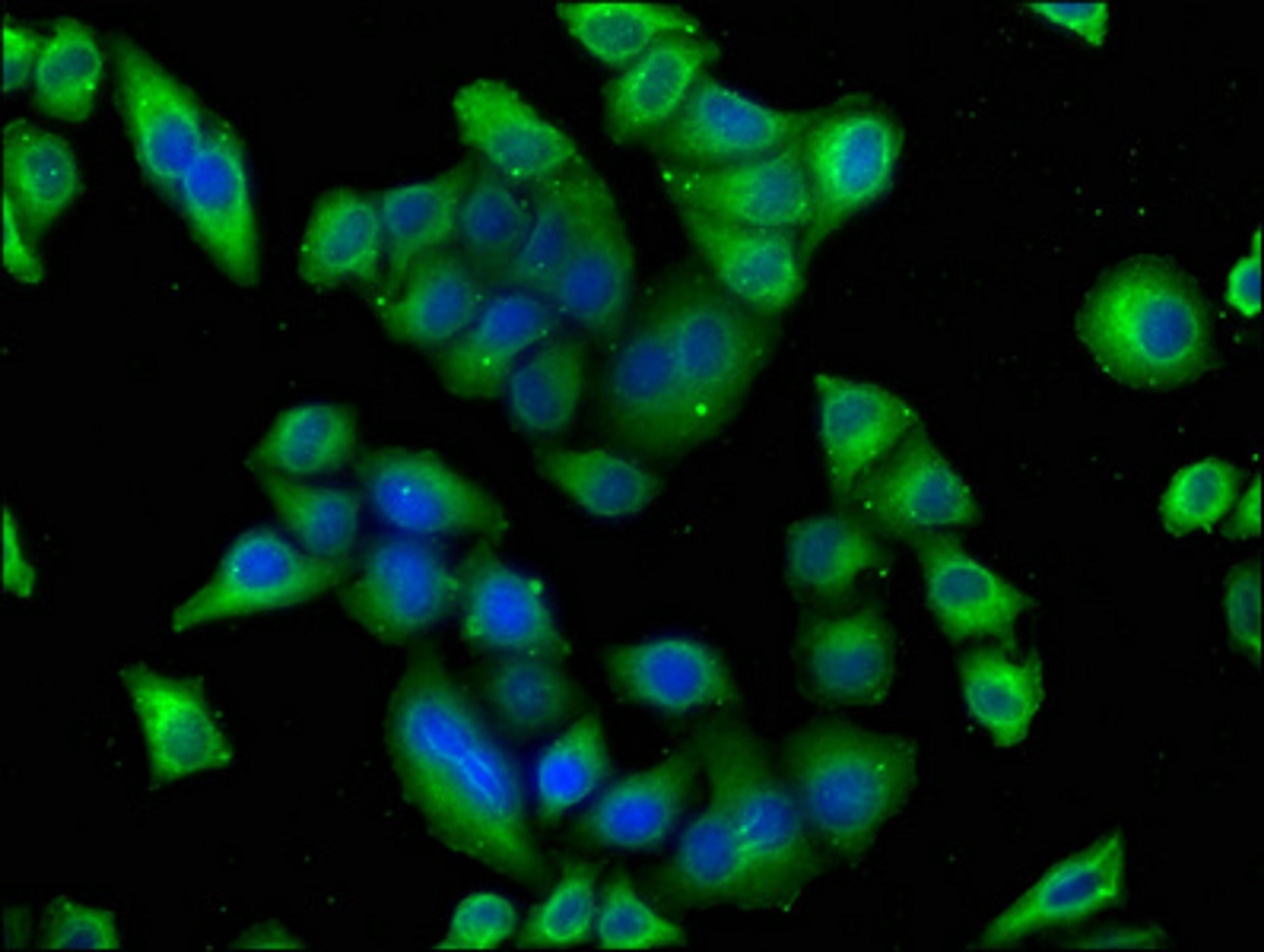 Immunofluorescence staining of Hela cells with CSB-PA22749A0Rb at 1:100, counter-stained with DAPI. The cells were fixed in 4% formaldehyde, permeabilized using 0.2% Triton X-100 and blocked in 10% normal Goat Serum. The cells were then incubated with the antibody overnight at 4°C. The secondary antibody was Alexa Fluor 488-congugated AffiniPure Goat Anti-Rabbit IgG(H+L).