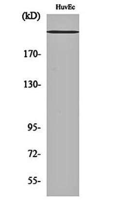 Western blot analysis of HuvEc cell lysates using Na+ CP-pan antibody