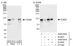 Detection of human TCEB3 by western blot and immunoprecipitation.