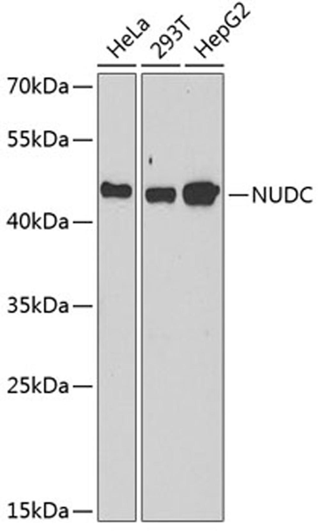 Western blot - NUDC antibody (A6678)